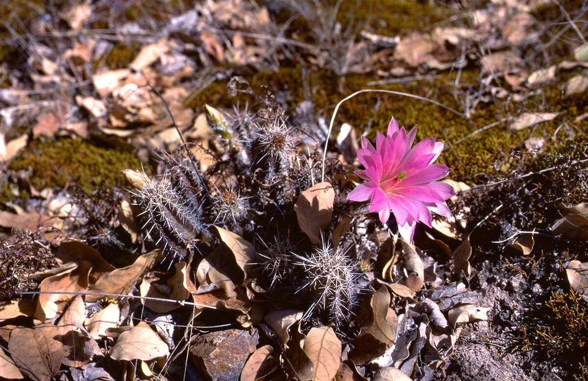 Echinocereus scheeri var. gentryi